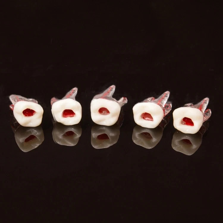 5Pcs Dental Tooth Endo Root Canal Study Model For RCT Practice Block Pulp Cavity