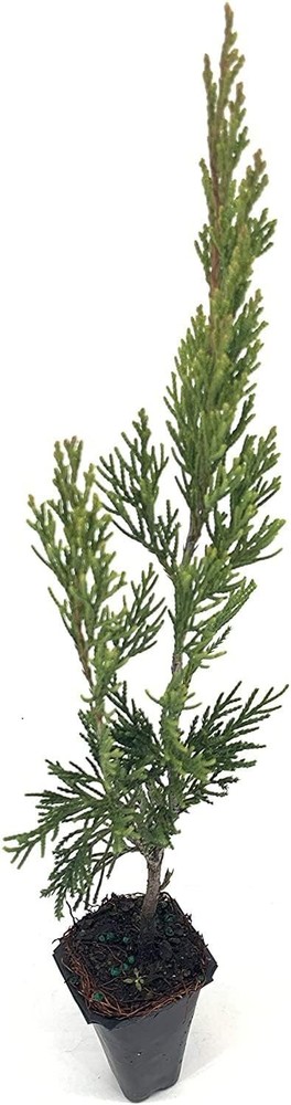 Spartan Juniper | Live Trees | Juniperus Chinensis | Evergreen Privacy...