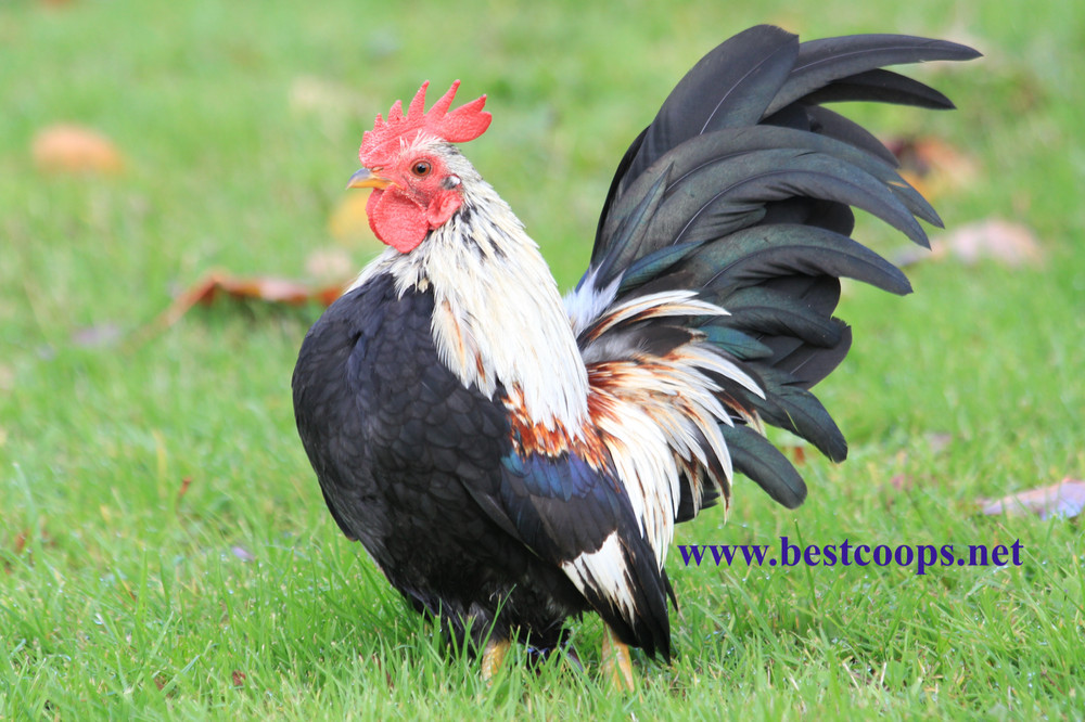 6+ Fertile Show Quality Serama Chicken Hatching Eggs