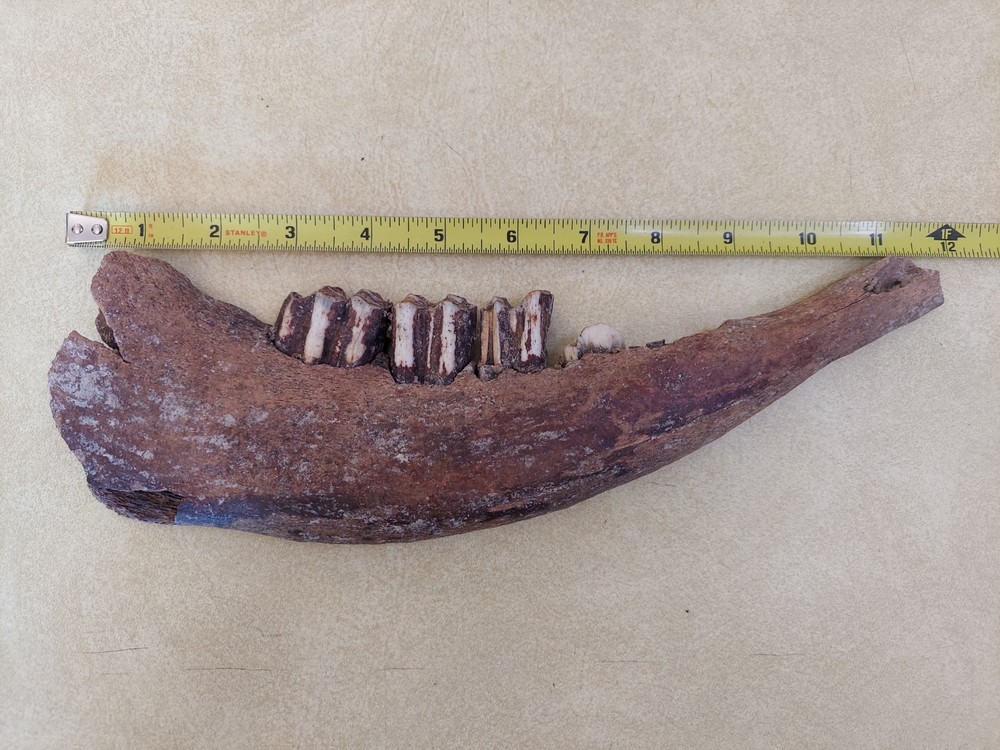 Bison Partial Jaw Bone Fossil with 3 Teeth 12"