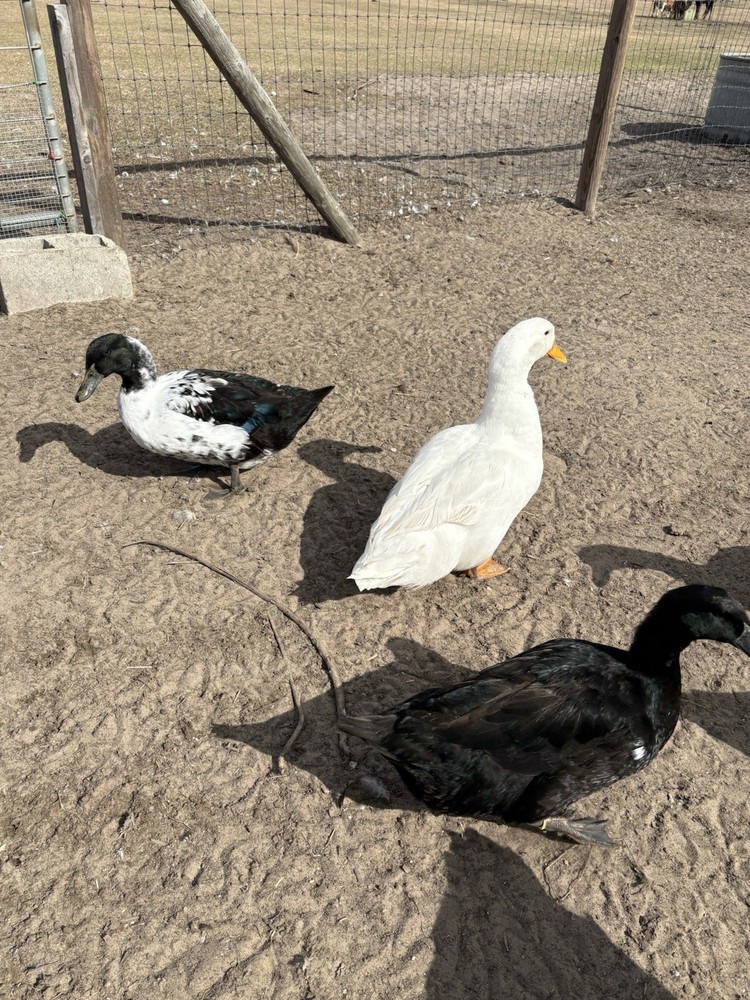 Barnyard mix FUN surprise duck hatching eggs. 12++.