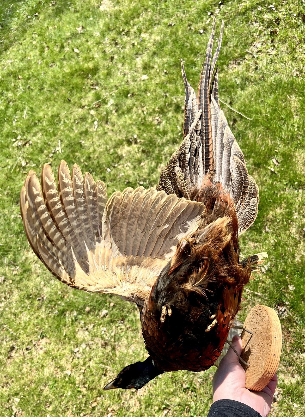 Vintage PAIR Real Ringneck Flying Pheasants Wall Mounts Taxidermy LOCAL PICKUP