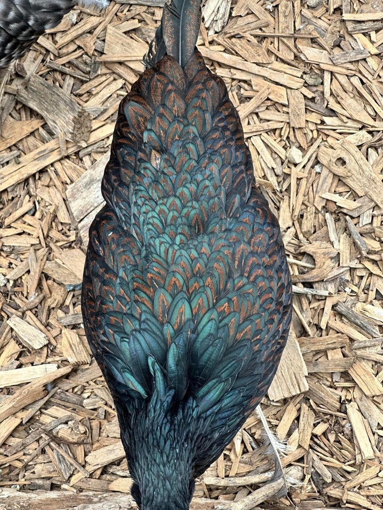 12 Rainbow chicken hatching eggs| Healthy Flock