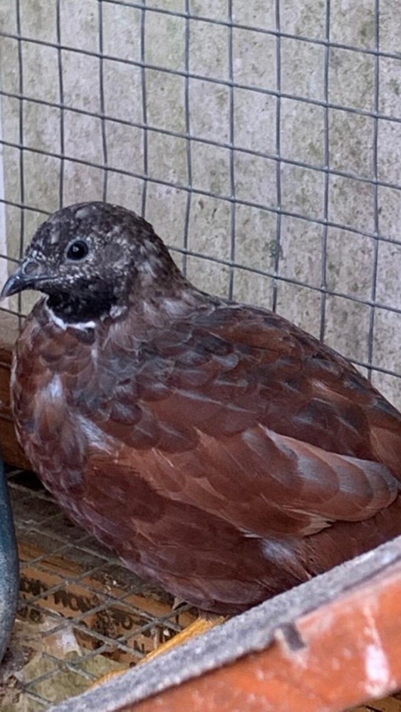 15 Button Quail Hatching Eggs
