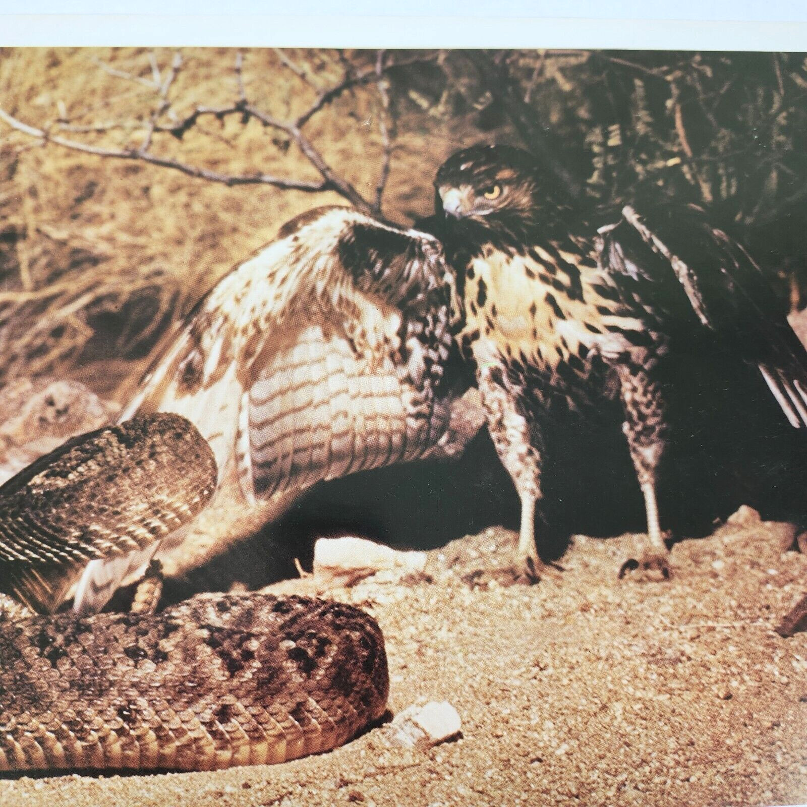 The Living Desert Walt Disney 1971 Lobby Card Movie Poster Winston Hibler 1953