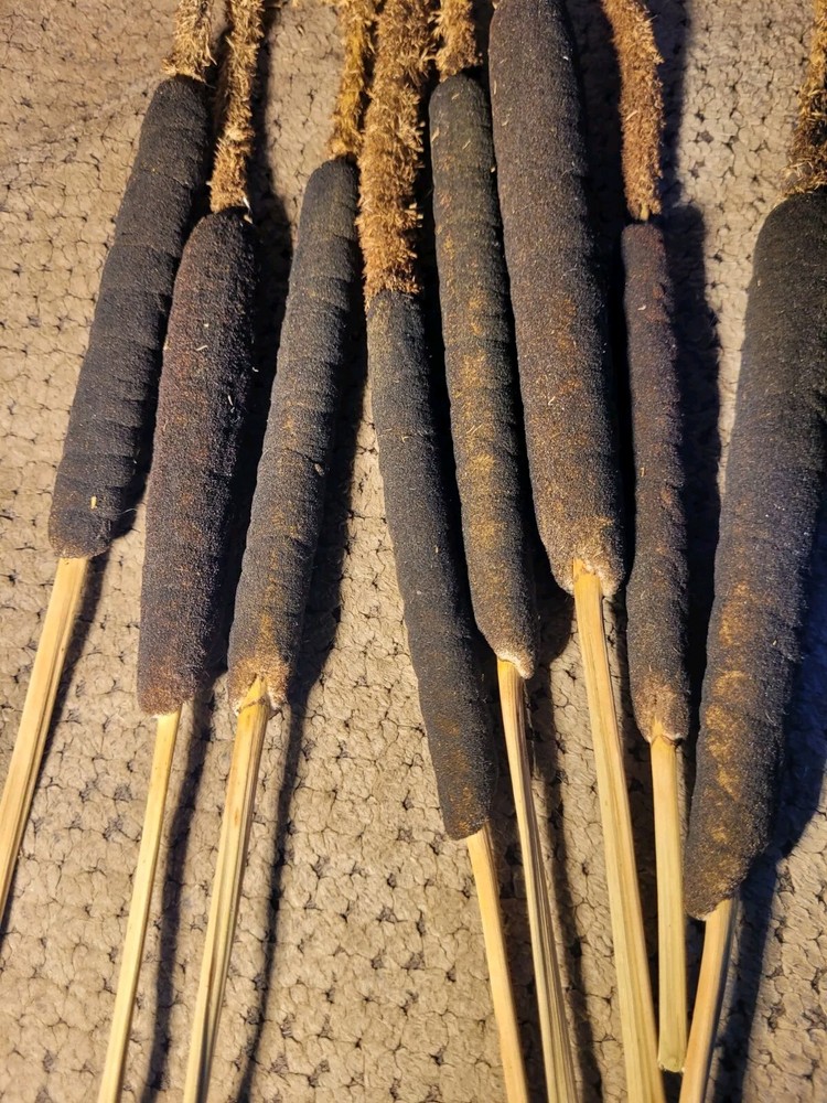 Flowered Cattail Stubs