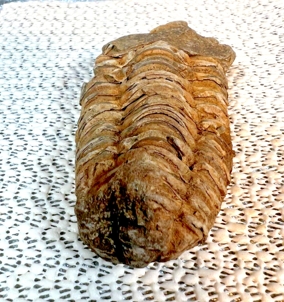 Fossilized Trilobite from Morocco. 82 grams