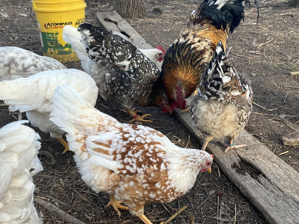 Swedish Flower Eggs 15+ Pack