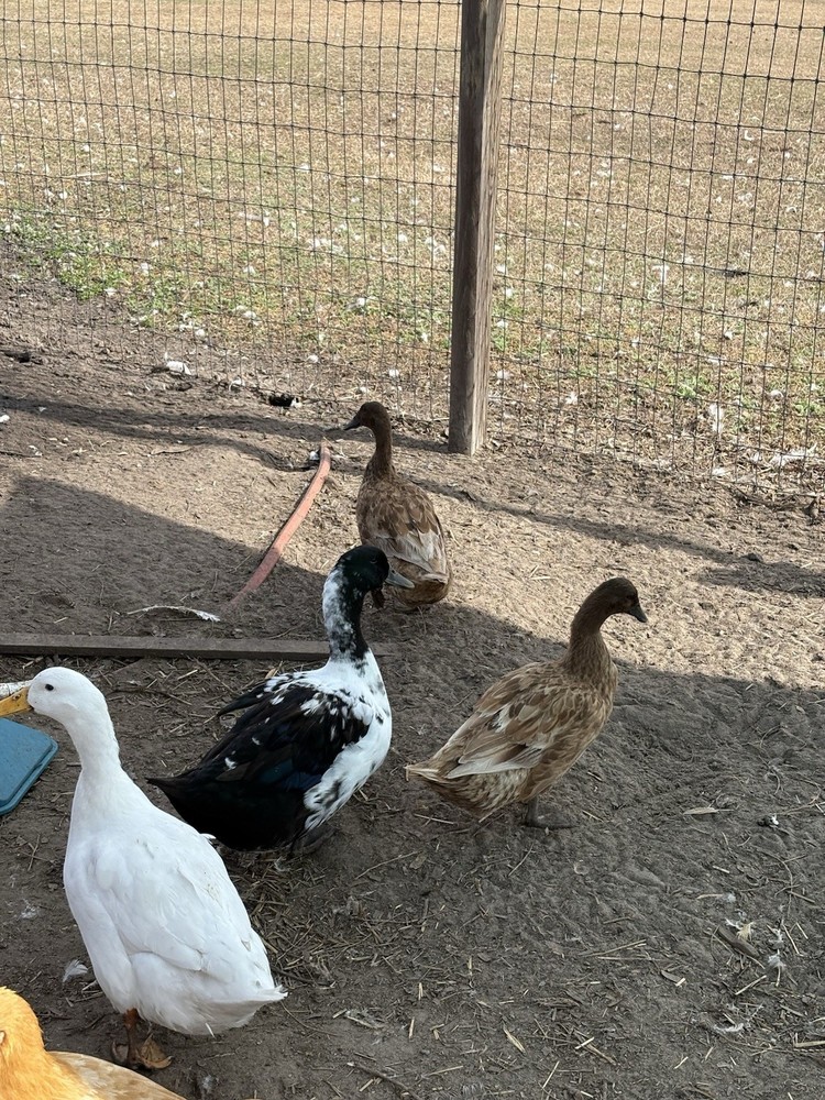 Barnyard mix FUN surprise duck hatching eggs. 12++.