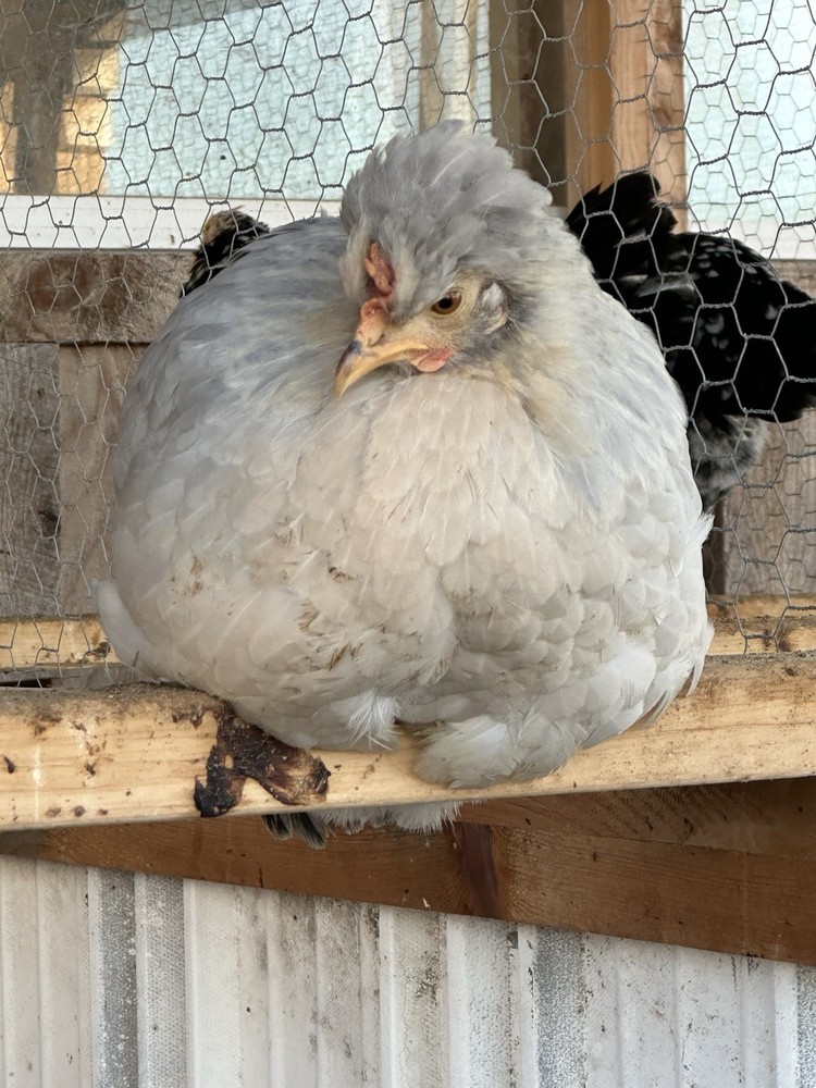 6+ Opal Legbar Hatching Eggs