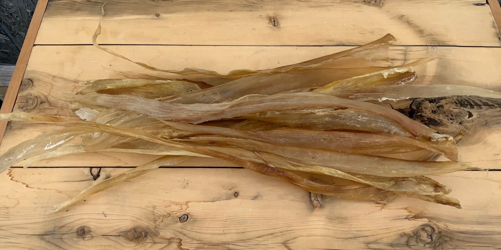 5 Deer Backstrap Sinew Authentic 14-16”