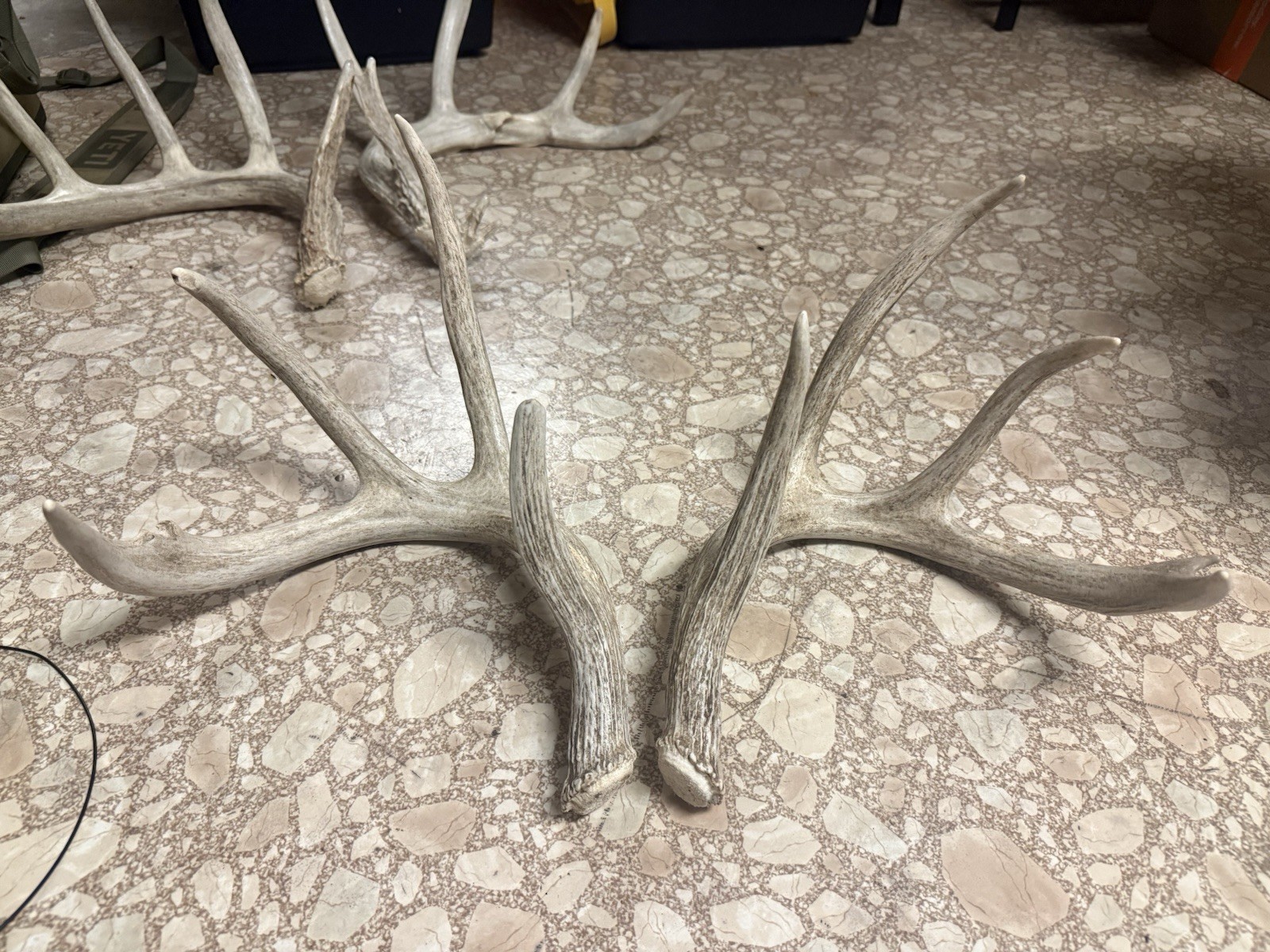 3 Whitetail Antler Shed Sets