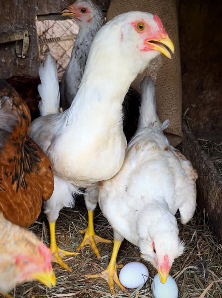 18+ Multi-Generational Olive Egger Hatching Eggs F1-F3