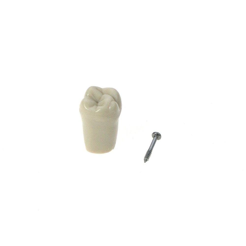 US Columbia Dentoform 860 Type Dental Tooth Model With 32pcs Replacement Teeth