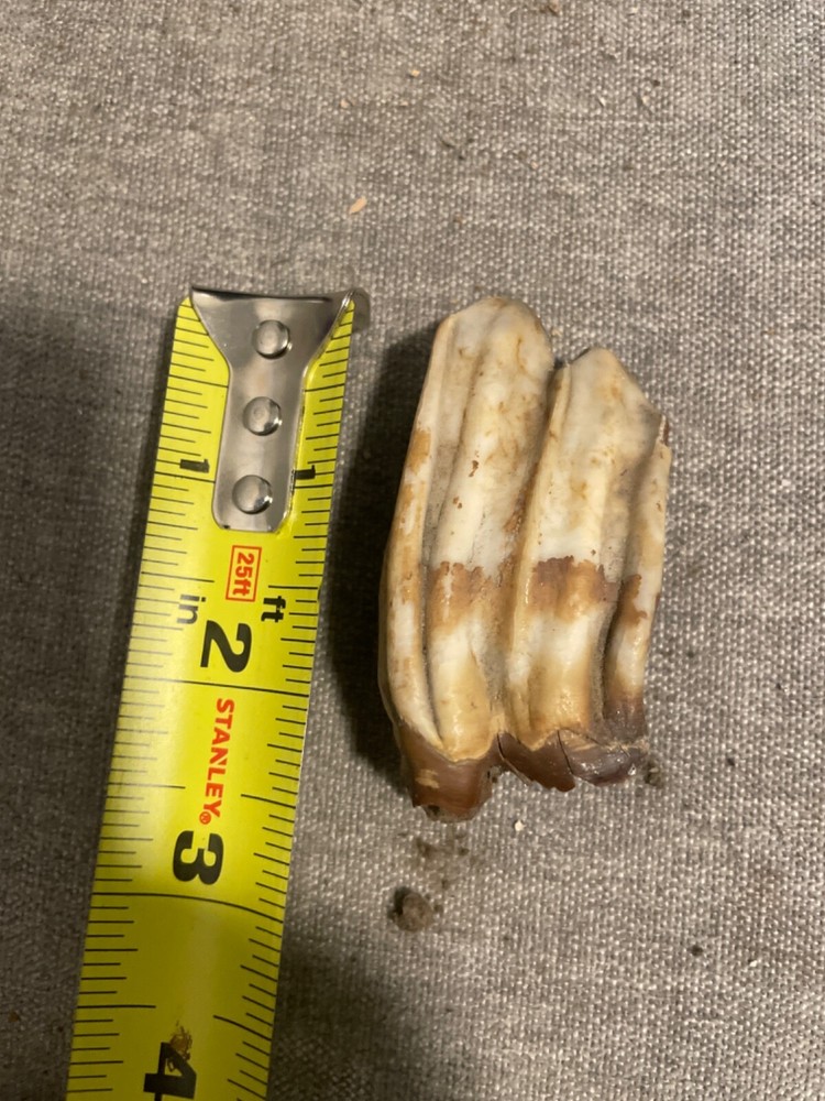 ice age horse tooth