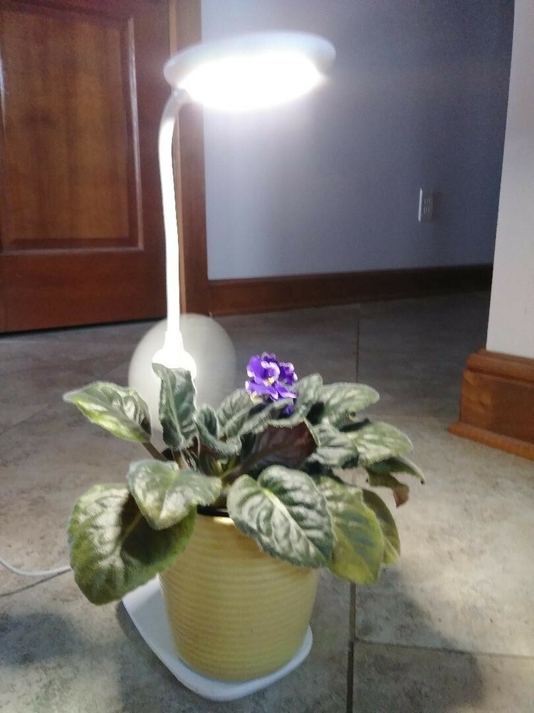 Desktop PLANT LIGHT! Mini LED Office Desktop or Side Table Grow Lamp Adjustable