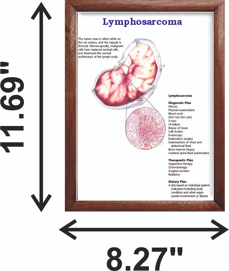 Lymphosarcoma Chart 12x18 inches