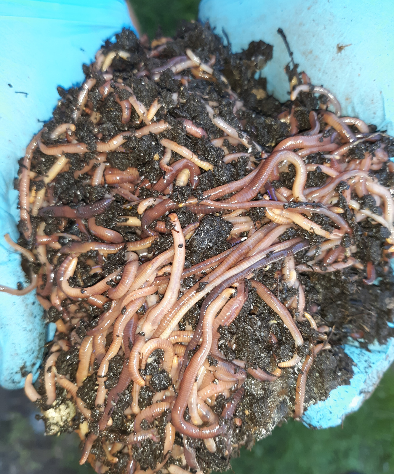 🐛Red Wiggler Compost Worms / Ready Now / Live / Free Shipping🐛