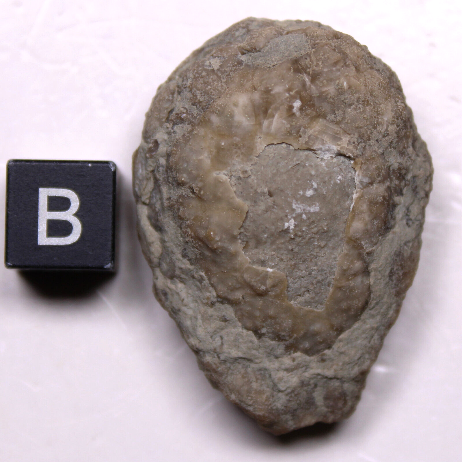 Holocystites scutellatus Silurian Cystoid Fossil Indiana Massie Shale