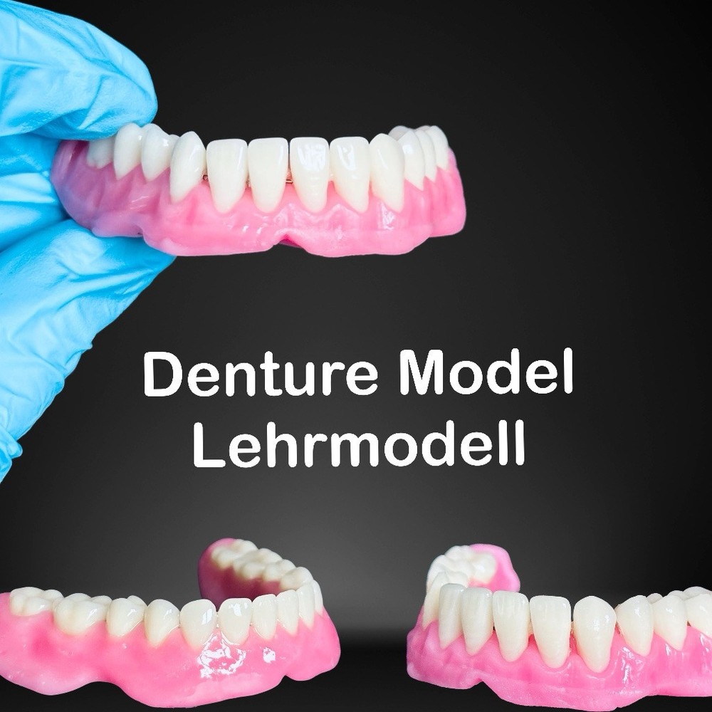 Foam model, teaching model prostheses model dental technology model, tooth