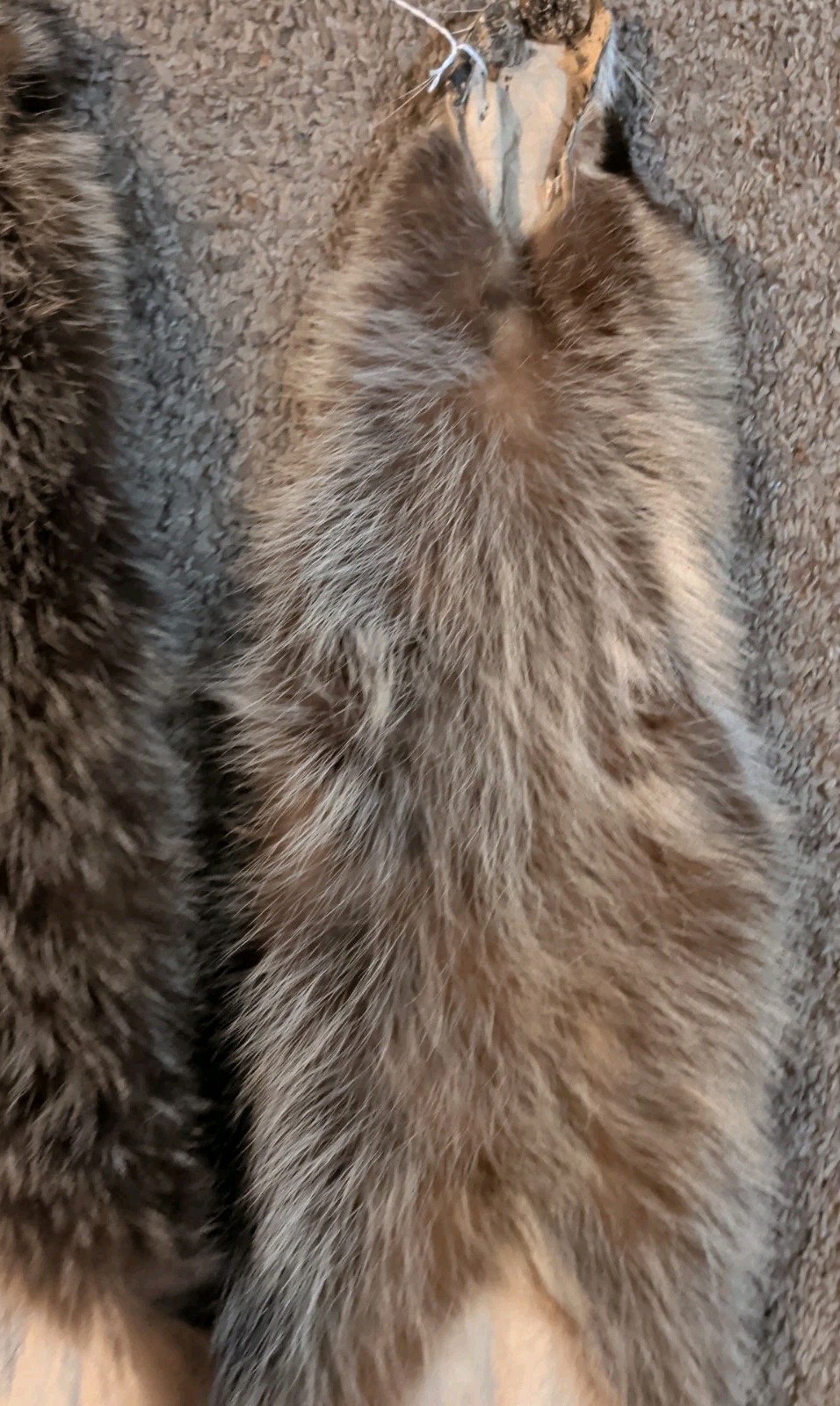 Newly Tanned Wild Large Racoon pelts~Country Fur Cabin Craft Fur~NICE! Soft!!