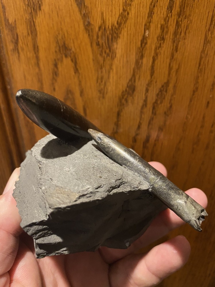 Ridiculously Aesthetic Belemnites In Matrix