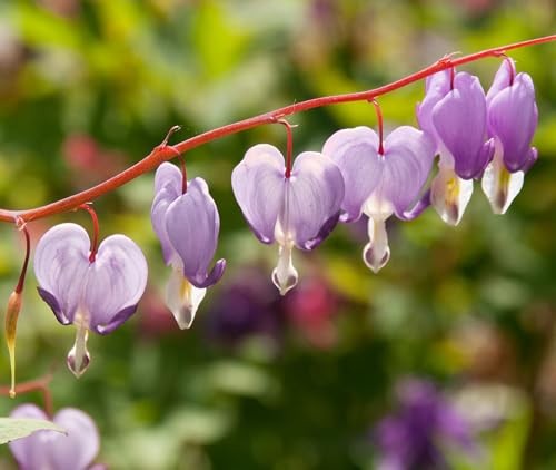 20 pcs Rare Mix Color Red Pink Purple White Bleeding Heart Seeds Shade Flower
