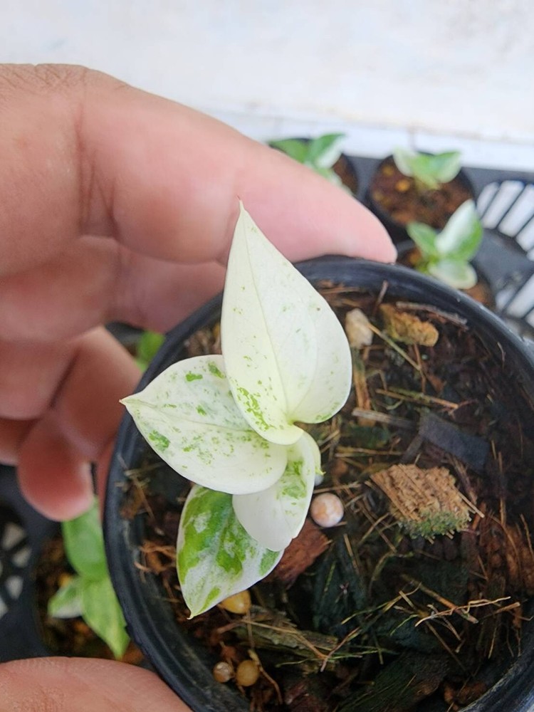 Anthurium hybrid variegated_4 inch pot