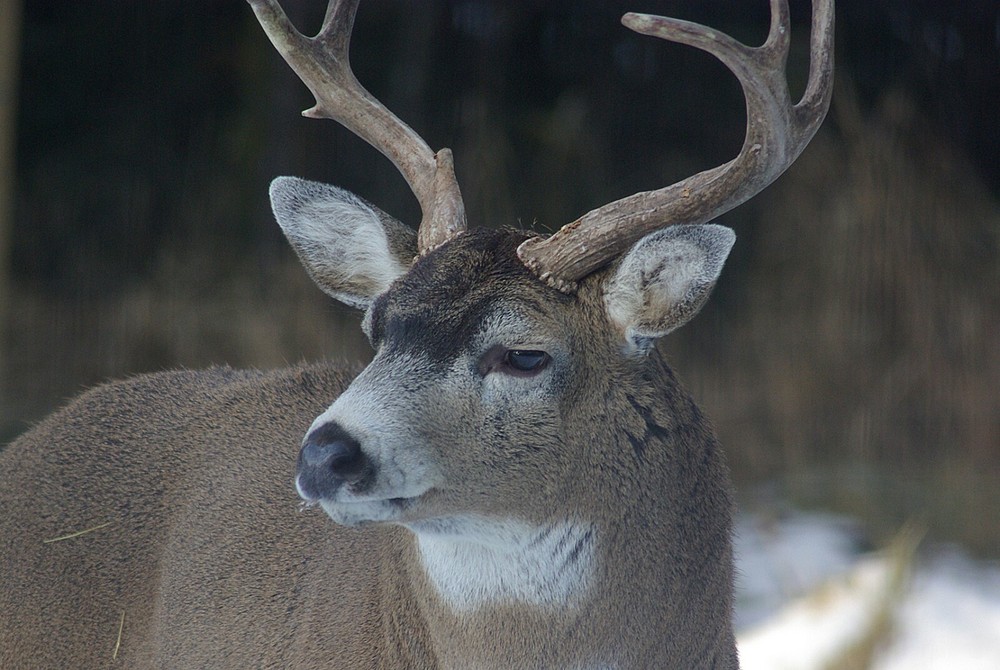 Blacktail Deer Taxidermy Reference Photo Cd