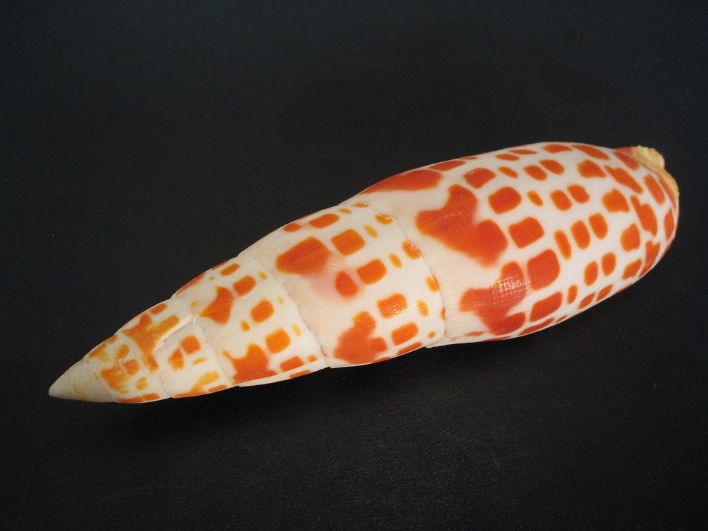Very Cool...MITRA MITRA~131.7mm~Philippines SEASHELL