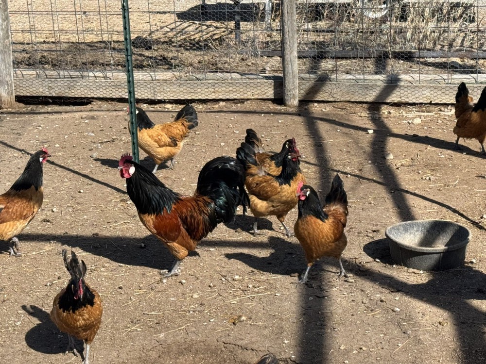 German Vorwerk Hatching Eggs