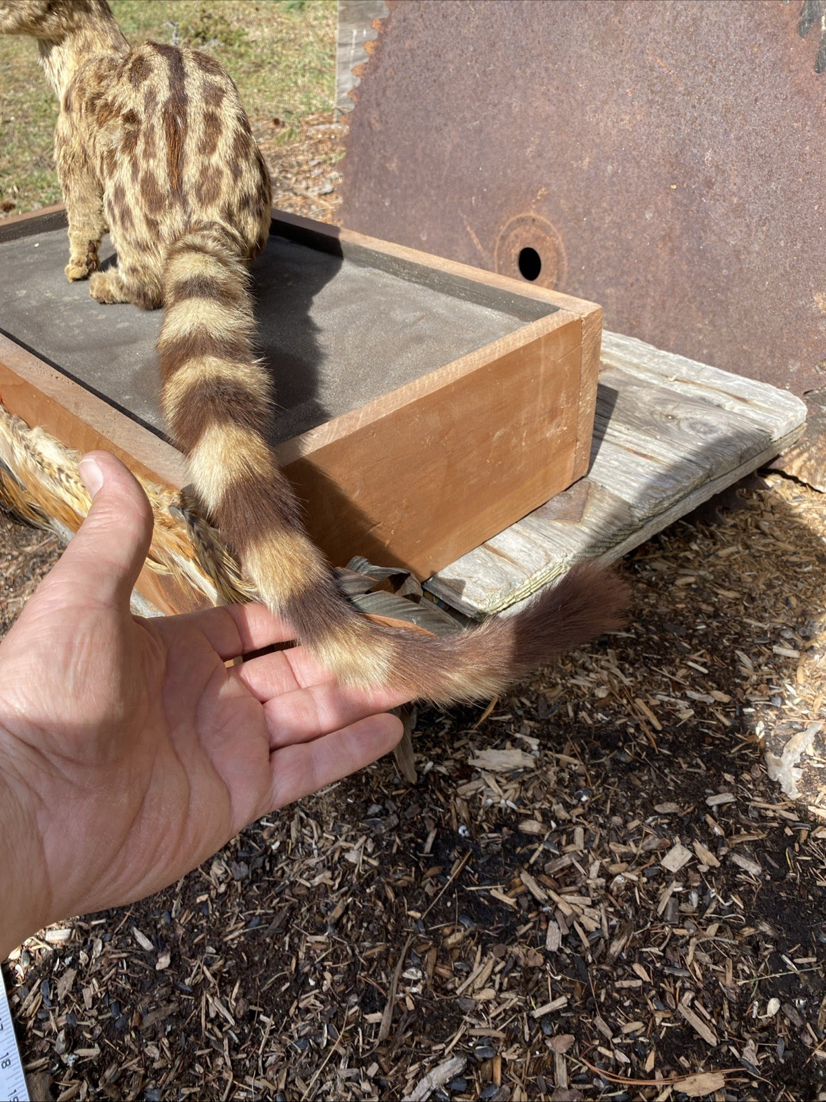 Super Cool African Genet Cat Standing Mount Taxidermy Exotic Decor