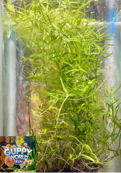 Pogostemon Stellatus Octopus Stems