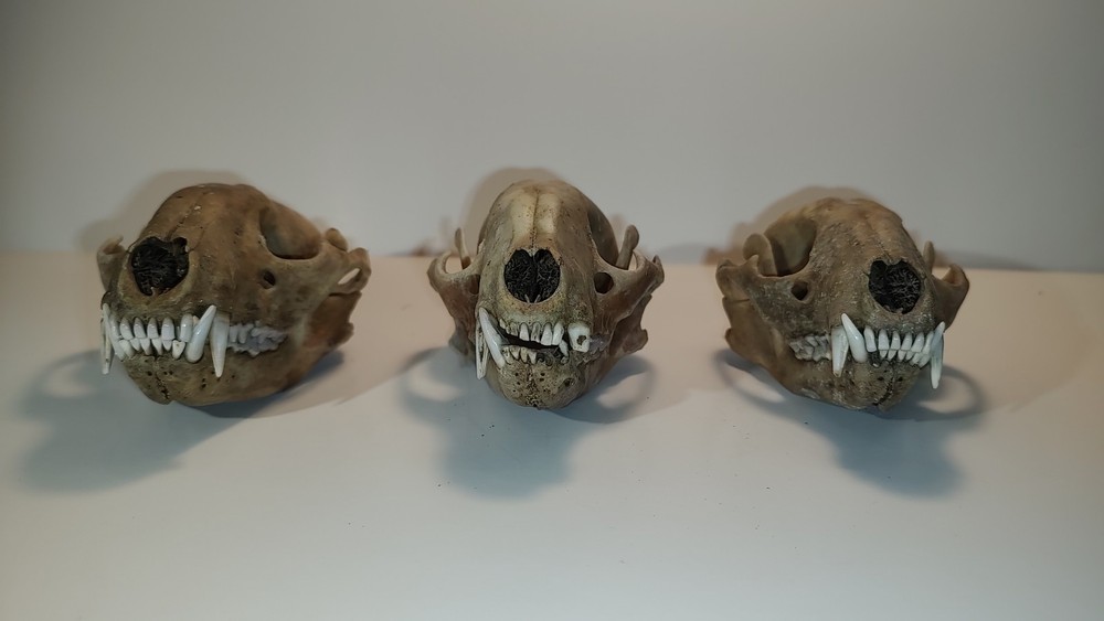 Raccoon Skull (3)