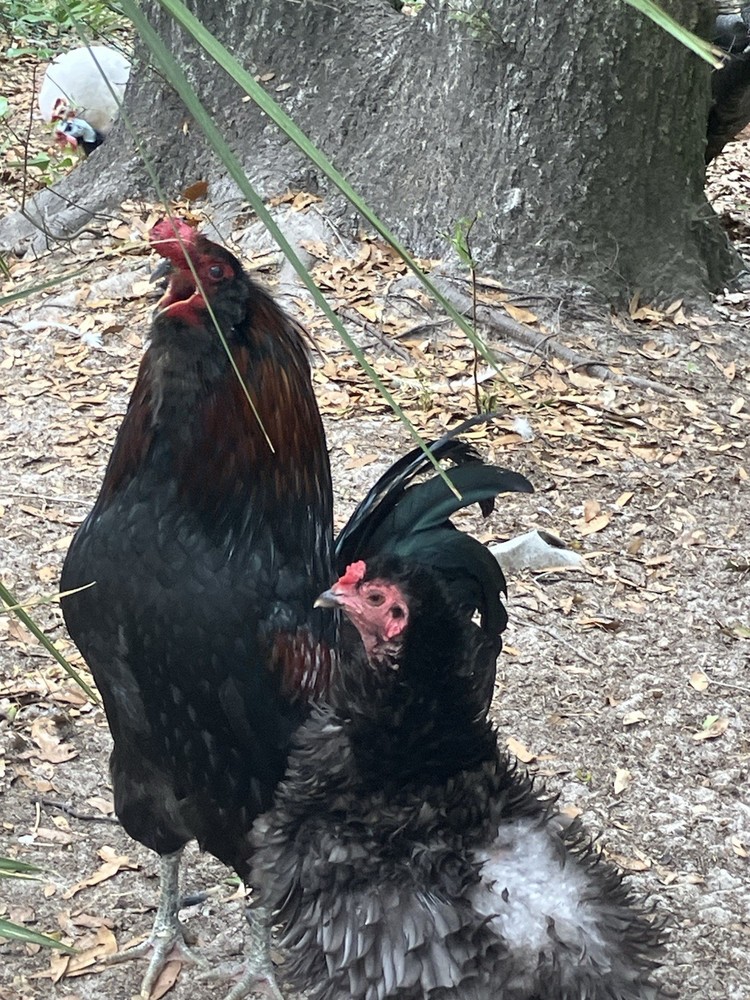 6 Americana Hatching Eggs EASTER EGGER Blue Green Eggs