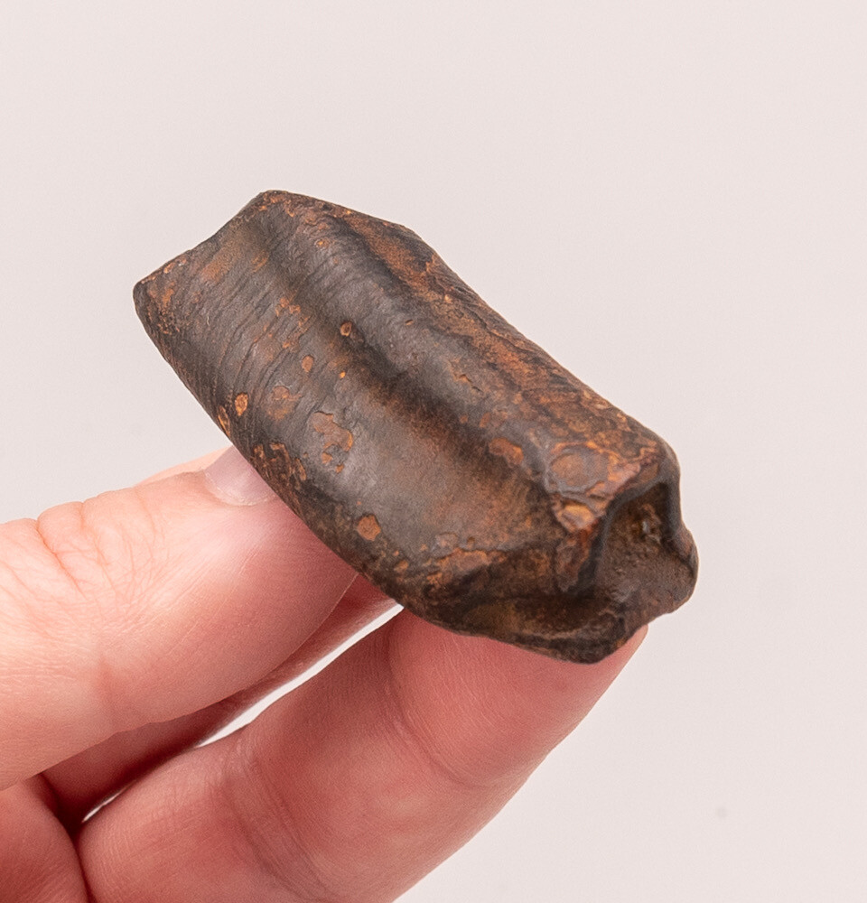  Paramylodon garbanii Florida Fossil Sloth Tooth     1875                      