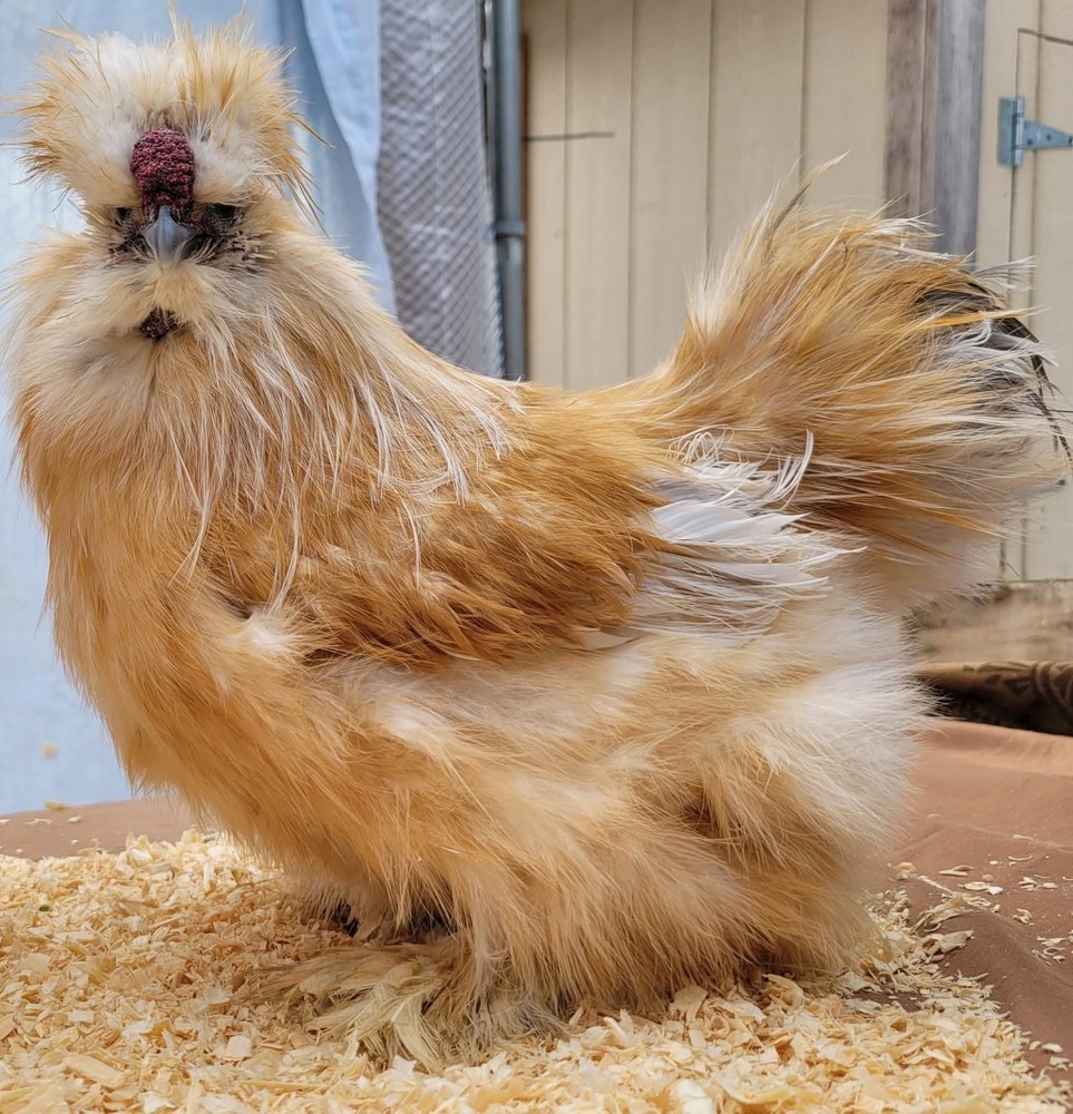 6+1 Silkie Hatching Eggs Npip