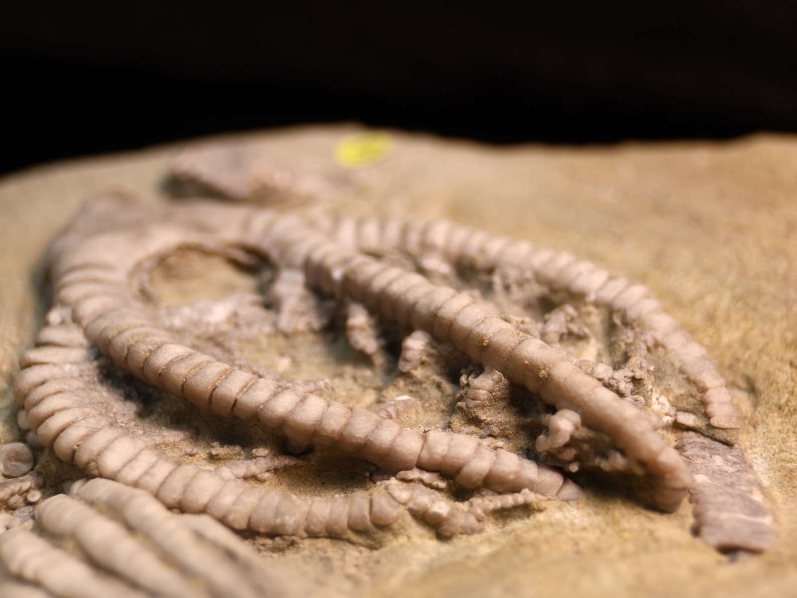 Vortex of Fossil Crinoids, Crawfordsville, IN