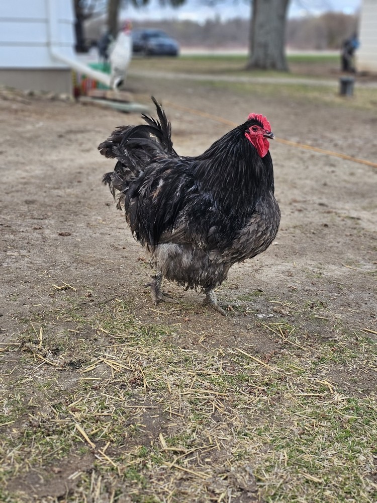 12++ TRUE Big Fluffy English Orphington Hatching Eggs