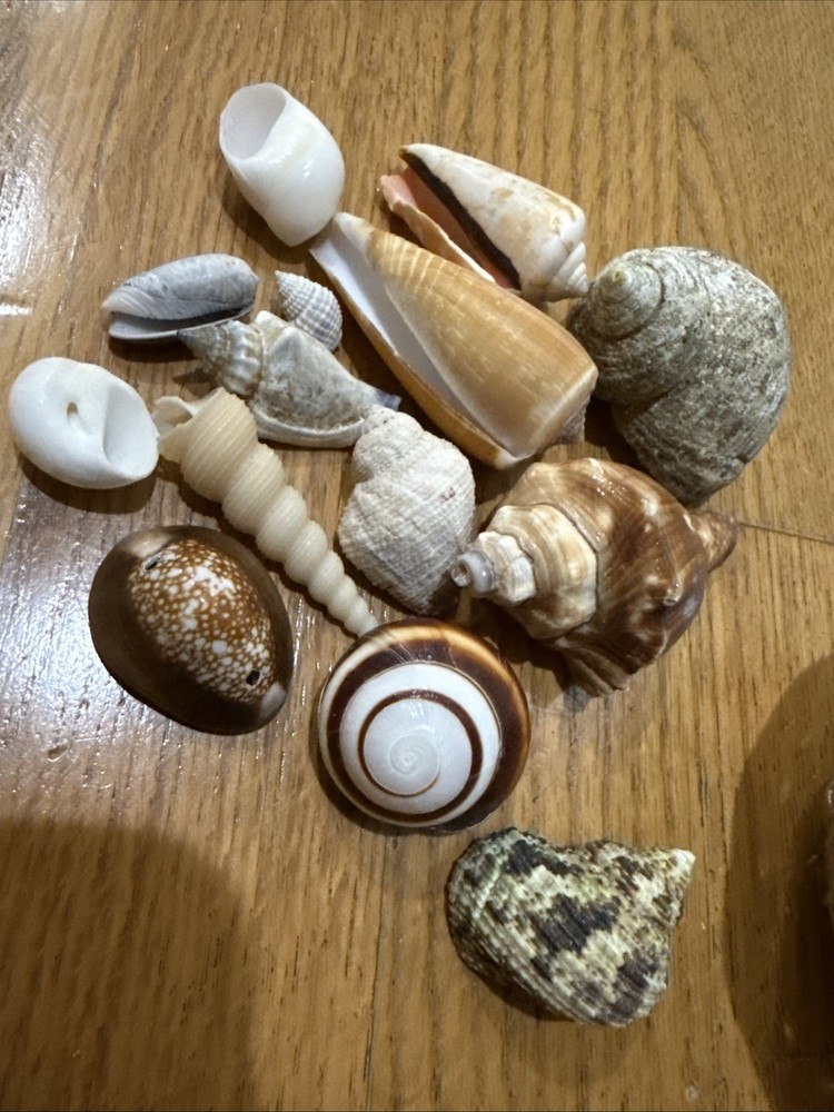 Small Basket With Shells 🐚 14 Basket Beach Decor Tropical Shells