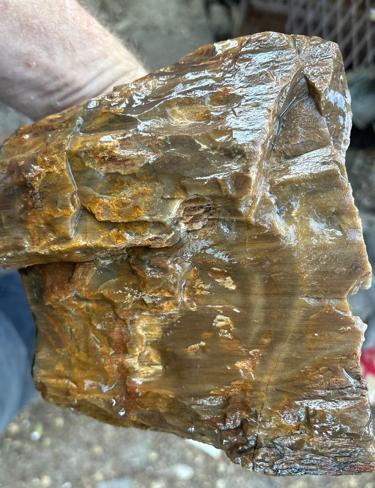 Silver Creek Junction petrified wood