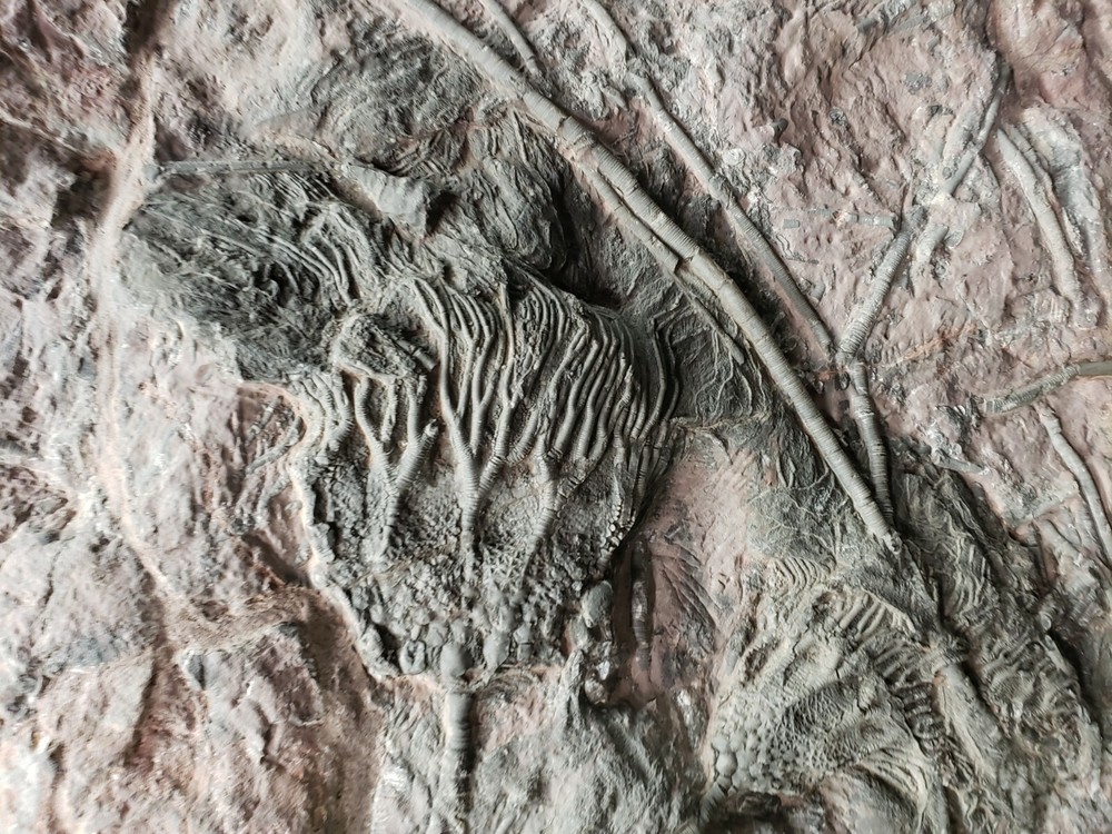 Scyphocrinus Crinoid Morocco Mortality Plate