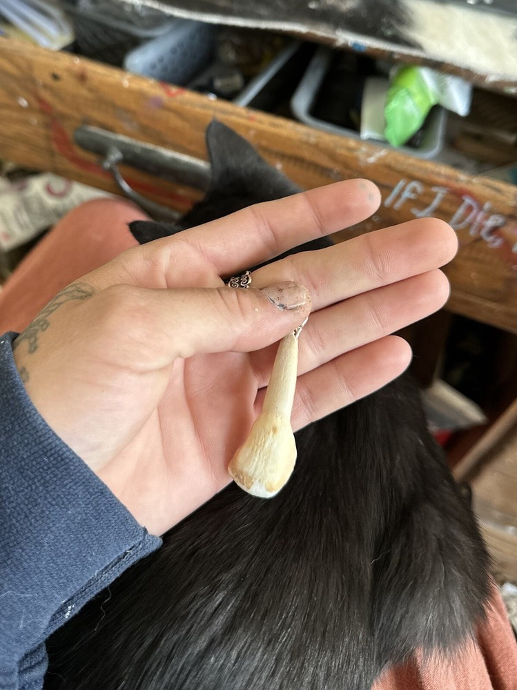 Cow Tooth Pendant