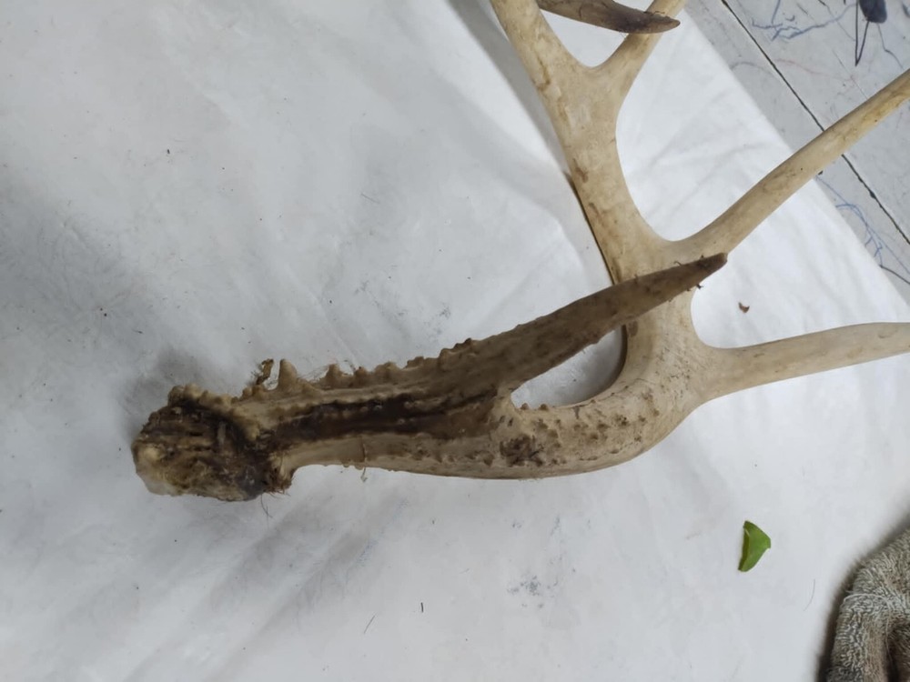 Whitetail Antlers cut offs #5