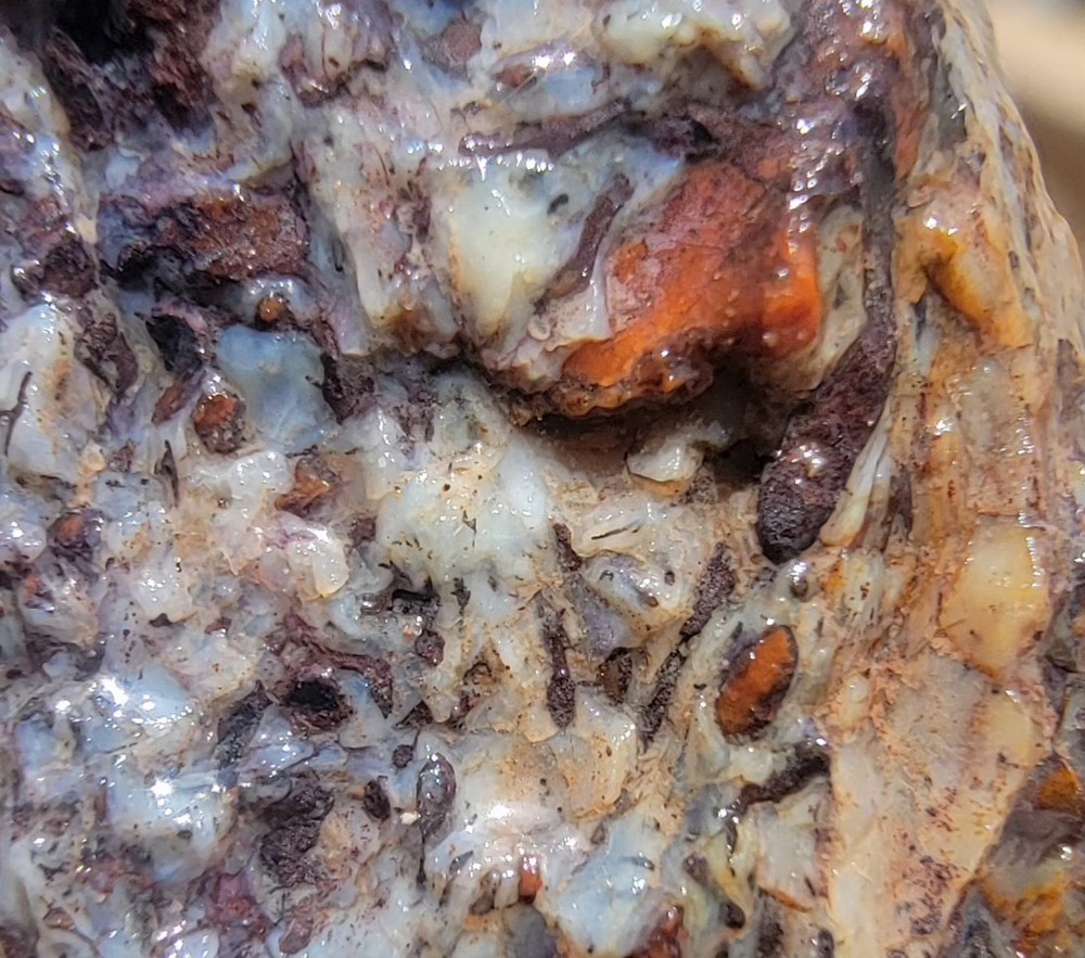 3.06lbs Small Medium agotized Dino Bone Reds