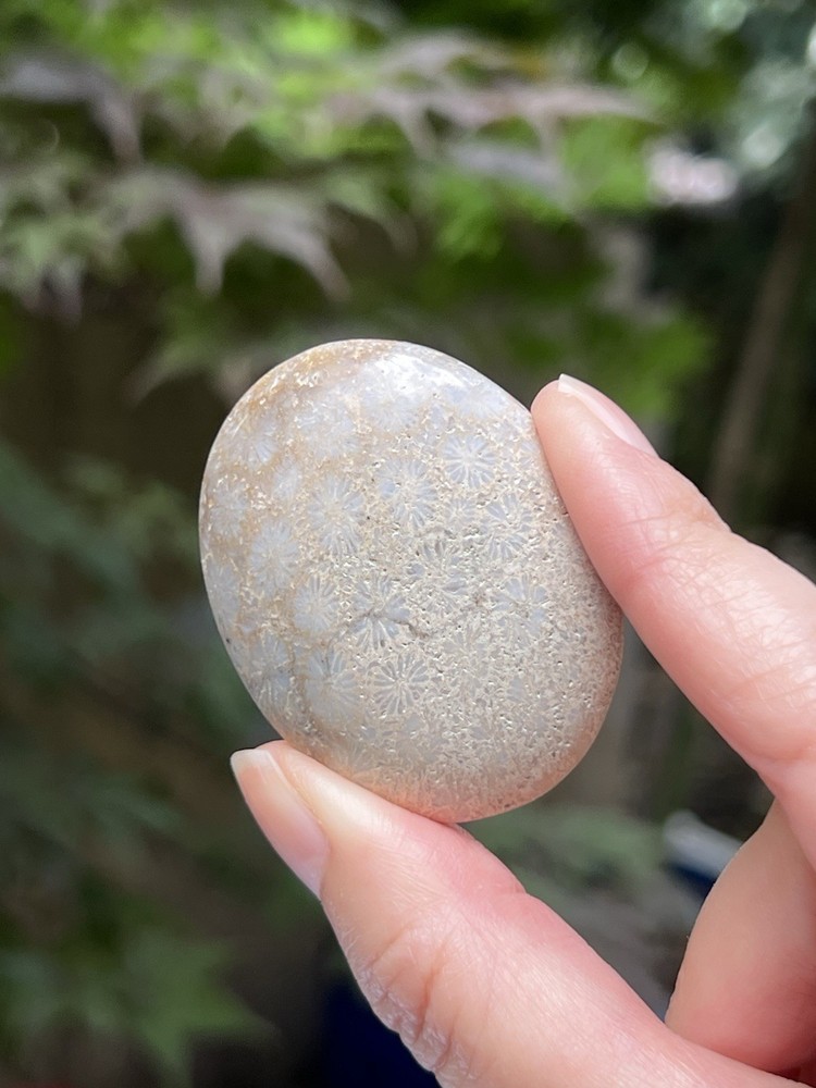 Fossilized Coral Crystal Palmstone AAA+ 33