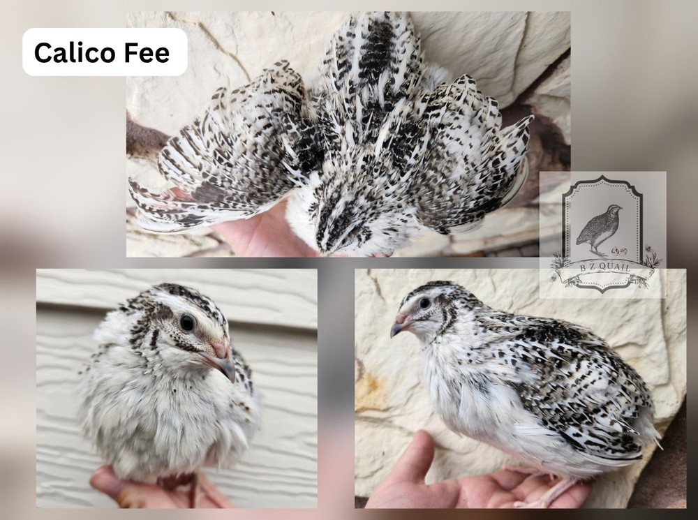 12+ Calico Fee Coturnix Hatching Eggs
