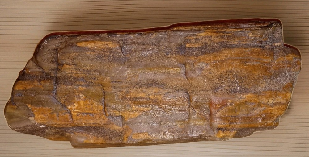 1 lb+ Petrified Wood Rough AZ
