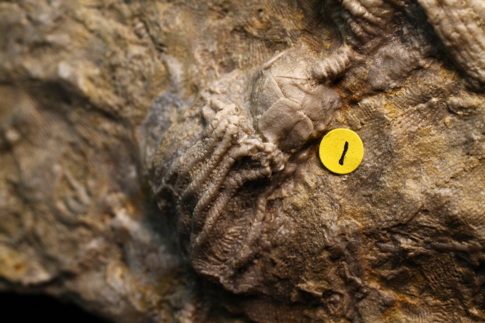 Five Different Crinoid Fossils, Franklin Co., Alabama