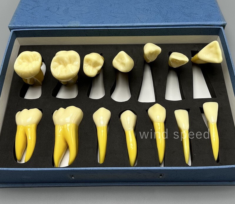 4 Times Extracted Permanent Teeth anatomy model Lab anatomical Study model T-D10